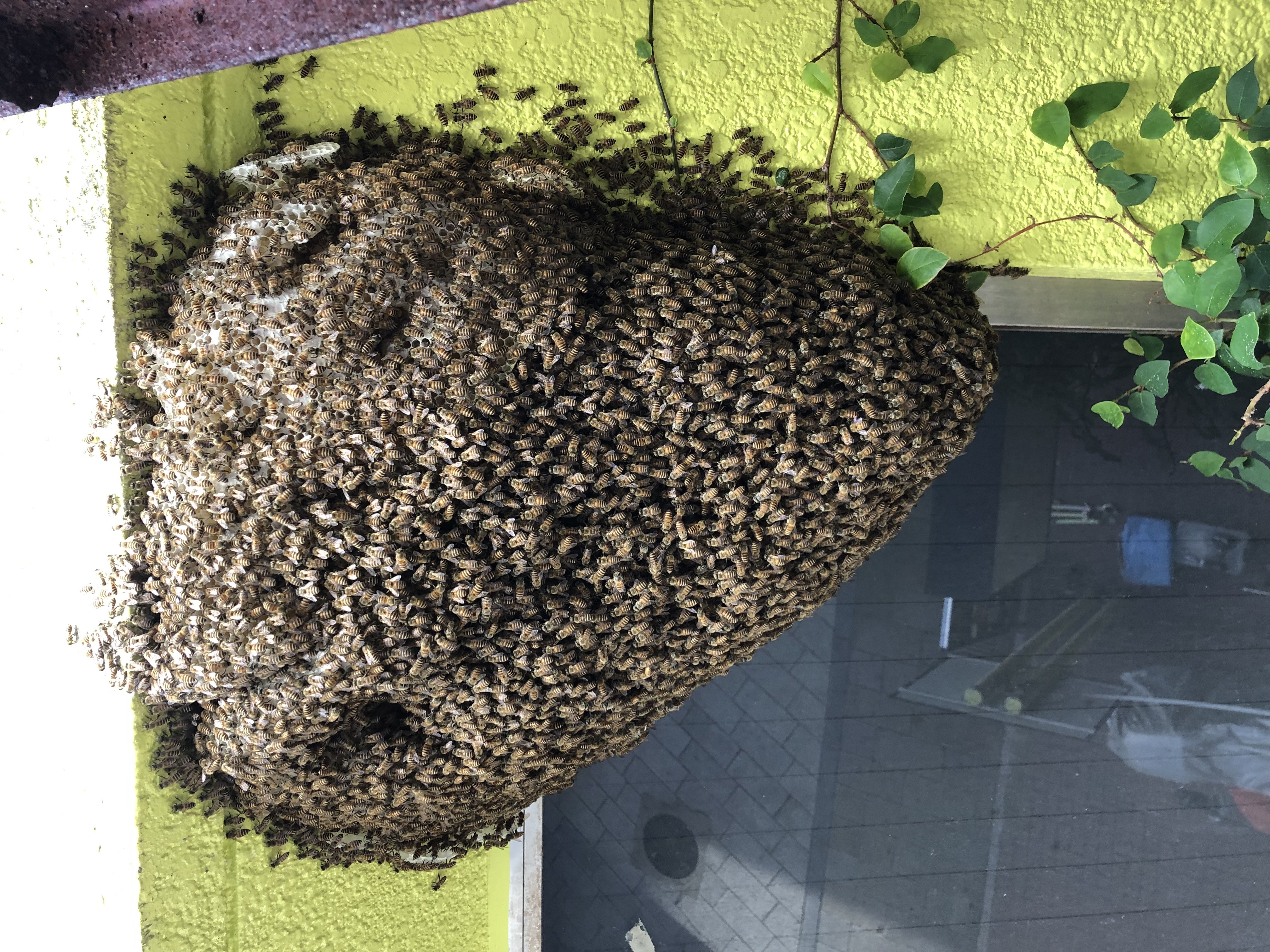 日本ミツバチの保護