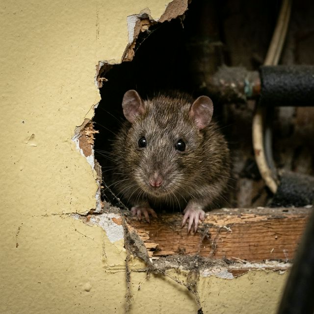 ネズミ駆除